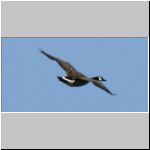 Branta canadensis - Kanadagans 08 Sundermannsee.jpg